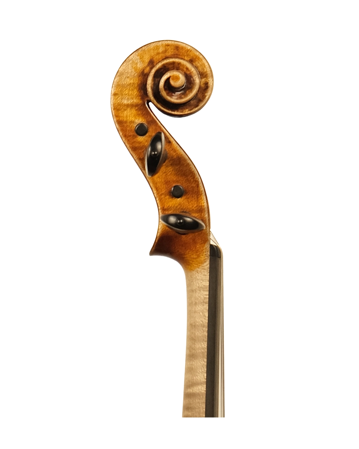 Scroll detail of Fabio Nicotra violin inspired by Guarneri del Gesù Cannone, Palermo 2024