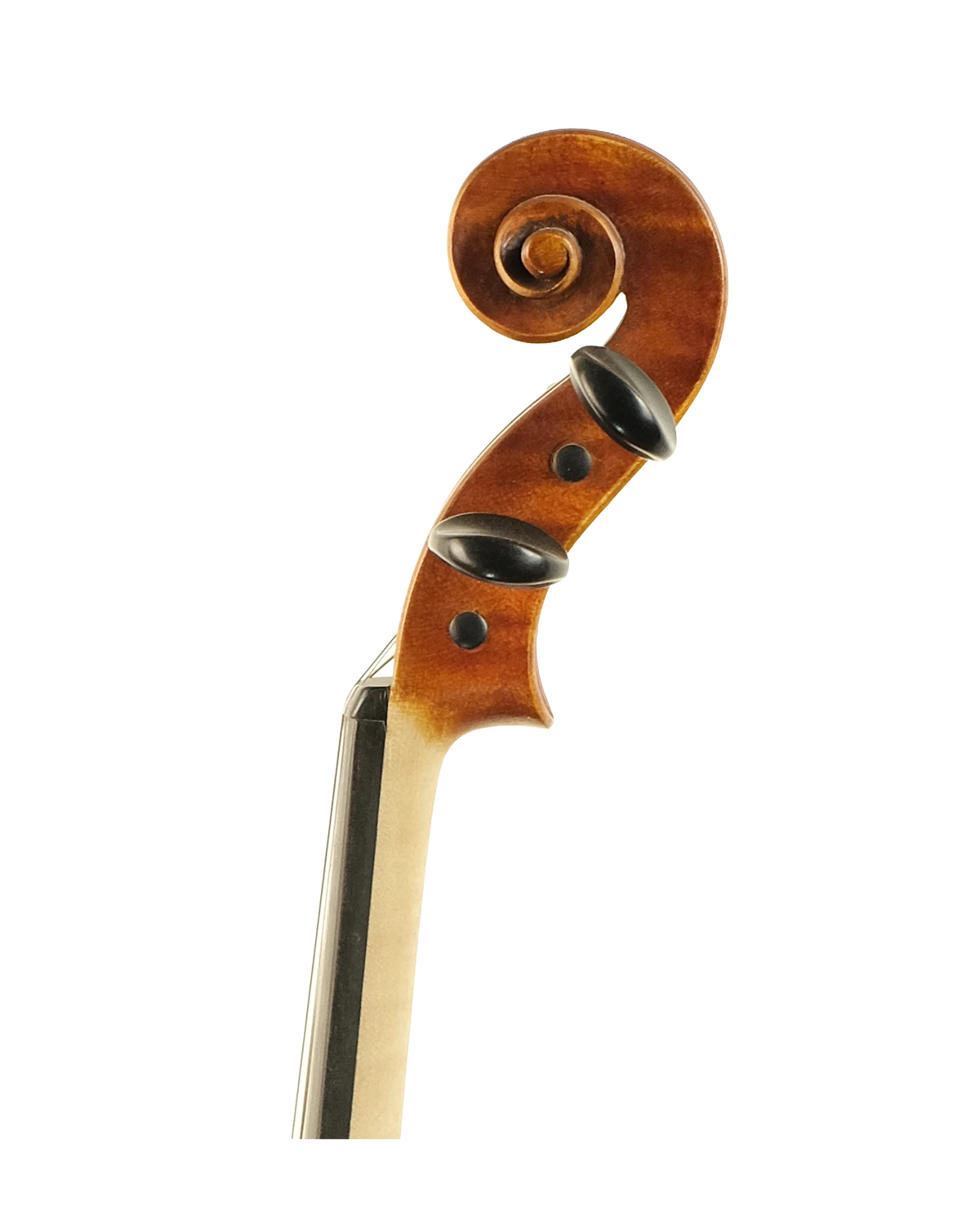 Scroll detail of Antonina Calderone violin, Palermo 2010