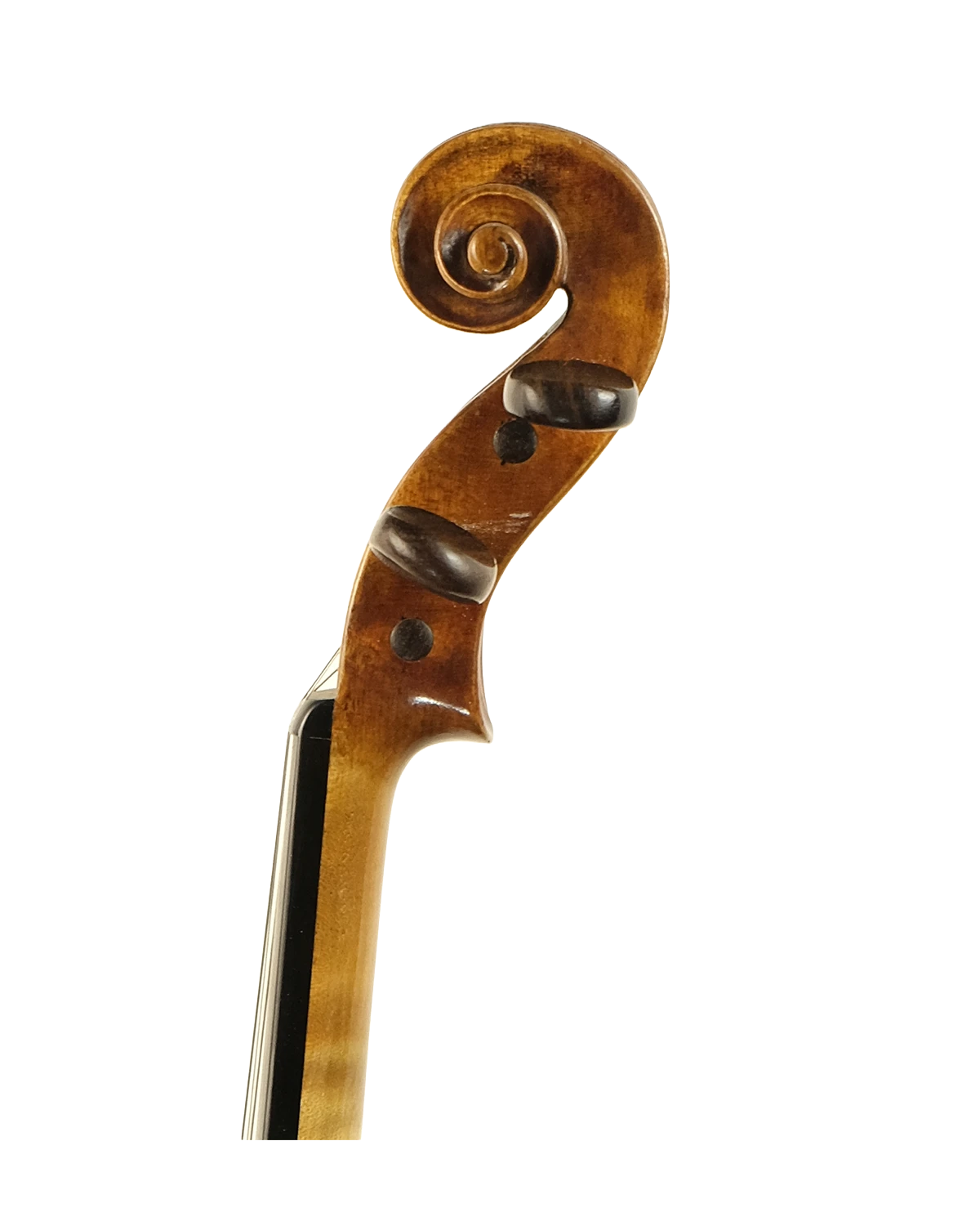 Scroll detail of William Robinson violin, London 1931