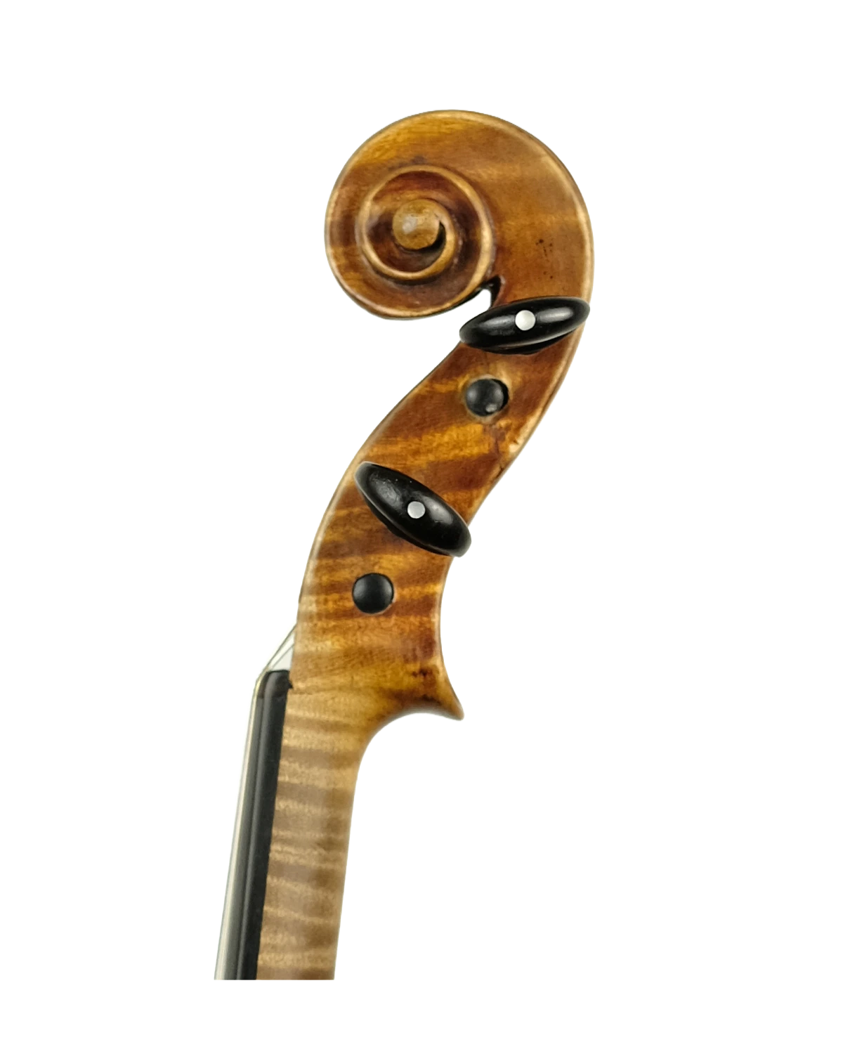 Scroll detail of Antonio Sgarbi violin, Rome 1895